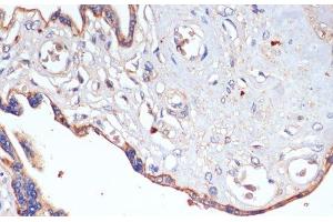 Immunohistochemistry of paraffin-embedded Human placenta using CD47 Polyclonal Antibody at dilution of 1:200 (40x lens). (CD47 anticorps)