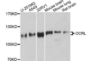 Western blot analysis of extracts of various cell lines, using OCRL antibody. (OCRL anticorps)