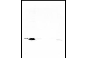Western blot was performed on whole cell (25μg, lane 1) and histone extracts (15μg, lane 2) from HeLa cells, and on 1 μg of recombinant histone H2A, H2B, H3 and H4 (lane 3, 4, 5 and 6, respectively) using H4K5ac Polyclonal Antibody. (Histone H4 anticorps  (acLys5))