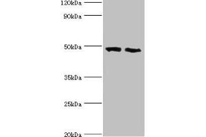 Western blot All lanes: FDFT1 antibody at 2 μg/mL Lane 1: 293T whole cell lysate Lane 2: Mouse liver tissue Secondary Goat polyclonal to rabbit IgG at 1/10000 dilution Predicted band size: 49, 41, 39, 36, 44 kDa Observed band size: 49 kDa