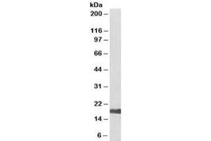 Western blot testing of human kidney lysate with UBE2I antibody at 0. (UBE2I anticorps  (Biotin))
