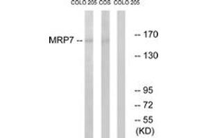 Western blot analysis of extracts from COLO/COS7 cells, using MRP7 Antibody. (ABCC10 anticorps  (AA 835-884))