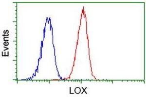 Image no. 1 for anti-Lysyl Oxidase (LOX) (AA 22-168) antibody (ABIN1491216)