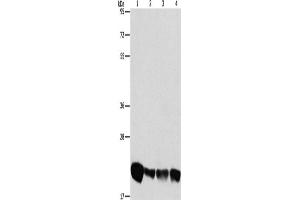 Western Blotting (WB) image for anti-Phosphatidylethanolamine Binding Protein 1 (PEBP1) antibody (ABIN2428602) (PEBP1 anticorps)