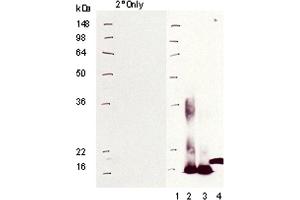 Western blot analysis of : Lane 1: MW marker, Lane 2: MT I, Lane 3: MT II, Lane 4: Mummichug CdCl2. (Metallothionein anticorps)