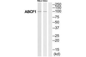 Western blot analysis of extracts from HeLa/COLO205 cells, using ABCF1 antibody. (ABCF1 anticorps  (C-Term))