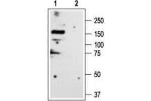 Western blot analysis of rat brain membranes: - 1.