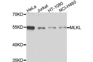 Western blot analysis of extracts of various cell lines, using MLKL antibody (ABIN5973252) at 1/1000 dilution. (MLKL anticorps)