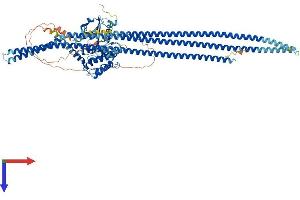 AlphaFold protein structure predicition of Human Recombinant TAOK3 Protein, UniprotID Q9H2K8