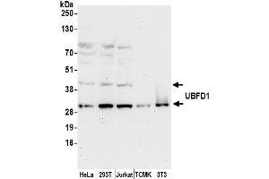 anti-Ubiquitin Family Domain Containing 1 (UBFD1) (AA 150-200) antibody