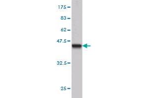 Western Blot detection against Immunogen (34.