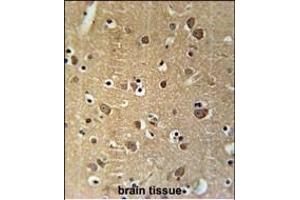 PRG2 Antibody (Center) (ABIN651919 and ABIN2840454) immunohistochemistry analysis in formalin fixed and paraffin embedded human brain tissue followed by peroxidase conjugation of the secondary antibody and DAB staining.