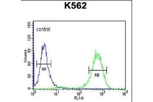 C Antibody (Center) (ABIN650957 and ABIN2840010) flow cytometric analysis of K562 cells (right histogram) compared to a negative control cell (left histogram). (CTC1 anticorps  (AA 767-795))