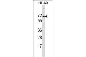 Western blot analysis in HL-60 cell line lysates (35ug/lane). (ACPL2 anticorps  (AA 306-335))
