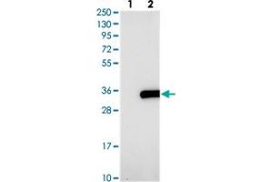 Western blot analysis of Lane 1: Negative control (vector only transfected HEK293T lysate), Lane 2: Over-expression Lysate (Co-expressed with a C-terminal myc-DDK tag (~3. (CXorf56 anticorps)