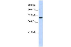 WB Suggested Anti-ACTB Antibody Titration: 0.