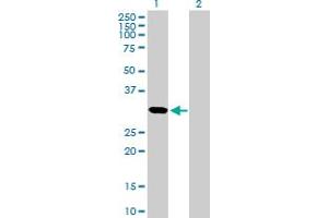 Western Blot analysis of CDCA5 expression in transfected 293T cell line by CDCA5 MaxPab polyclonal antibody. (CDCA5 anticorps  (AA 1-252))