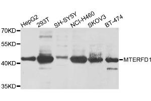 Western blot analysis of extracts of various cells, using MTERFD1 antibody. (MTERFD1 anticorps)