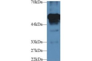 Detection of FGB in Mouse Heart lysate using Polyclonal Antibody to Fibrinogen Beta Chain (FGB)