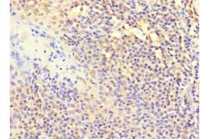 Immunohistochemistry of paraffin-embedded human tonsil tissue using ABIN7150223 at dilution of 1:100