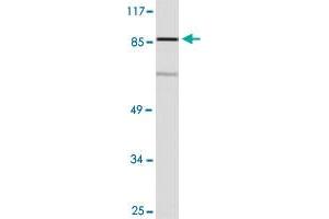Western blot analysis of COLO 205 cell lysate with OR10R2 polyclonal antibody . (OR10R2 anticorps)