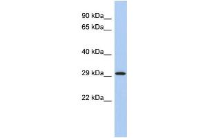 WB Suggested Anti-YWHAE Antibody Titration:  0. (YWHAE anticorps  (Middle Region))