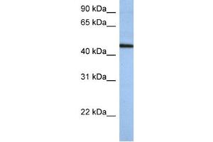 WB Suggested Anti-ZNF766 Antibody Titration:  0. (ZNF766 anticorps  (N-Term))