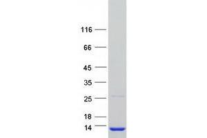 Validation with Western Blot