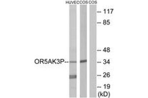 Western blot analysis of extracts from HuvEc/COS7 cells, using OR5AK3P Antibody. (OR5AK3P anticorps  (AA 241-290))
