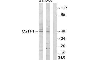 Western blot analysis of extracts from 293 cells and HUVEC cells, using CSTF1 antibody. (CSTF1 anticorps  (N-Term))