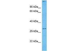 Host:  Mouse  Target Name:  DLX5  Sample Tissue:  Mouse Skeletal Muscle  Antibody Dilution:  1ug/ml