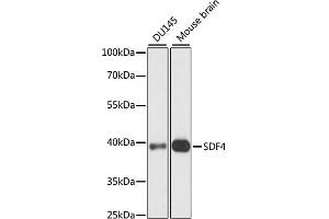 Western blot analysis of extracts of various cell lines, using SDF4 antibody (ABIN7270606) at 1:1000 dilution. (SDF4 anticorps  (AA 37-200))