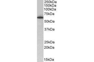 Western Blotting (WB) image for anti-TH1-Like (TH1L) (Internal Region) antibody (ABIN2464769) (TH1-Like anticorps  (Internal Region))