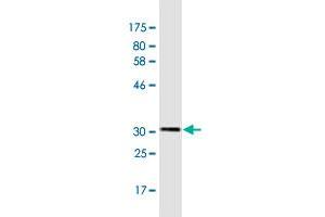 Western Blot detection against Immunogen (32.