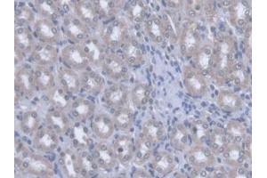 IHC-P analysis of Rat Kidney Tissue, with DAB staining. (OPA3 anticorps  (AA 1-200))