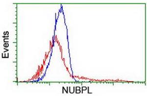 HEK293T cells transfected with either RC204385 overexpress plasmid (Red) or empty vector control plasmid (Blue) were immunostained by anti-NUBPL antibody (ABIN2455166), and then analyzed by flow cytometry. (NUBPL anticorps  (AA 1-250))