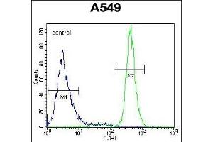 anti-WAP Four-Disulfide Core Domain 12 (WFDC12) (AA 66-94), (C-Term) antibody