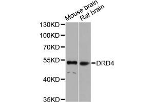 Western blot analysis of extracts of various cell lines, using DRD4 antibody (ABIN4903513) at 1:1000 dilution.