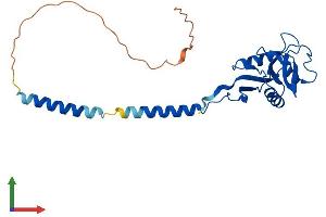 AlphaFold protein structure predicition of Mouse Recombinant Cd209a Protein, UniprotID Q91ZX1