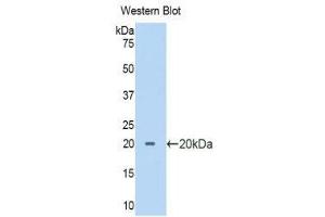 Western Blotting (WB) image for anti-Pancreas Specific Transcription Factor, 1a (PTF1A) (AA 177-328) antibody (ABIN1175805) (PTF1A anticorps  (AA 177-328))