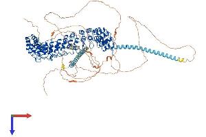 AlphaFold protein structure predicition of Human Recombinant INVS Protein, UniprotID Q9Y283