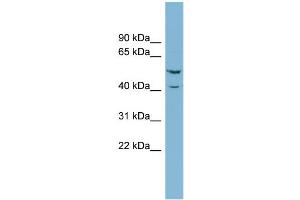 WB Suggested Anti-ERF Antibody Titration:  0. (ERF anticorps  (N-Term))
