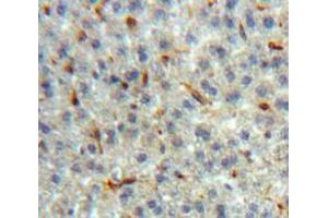 Used in DAB staining on fromalin fixed paraffin-embedded Liver tissue (LPO anticorps  (AA 244-346))