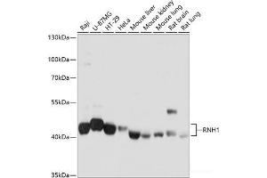Western blot analysis of extracts of various cell lines using RNH1 Polyclonal Antibody at dilution of 1:1000. (RNH1 anticorps)