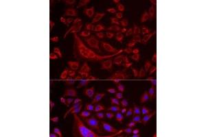 Immunofluorescence analysis of MCF7 cells using TUFM Polyclonal Antibody (TUFM anticorps)