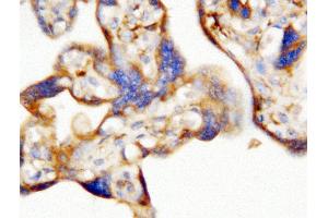 Anti-human EPO antibody, IHC(P) IHC(P): Human Placenta Tissue (EPO anticorps  (AA 1-166))