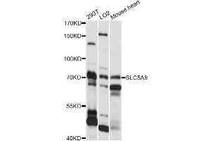 Western blot analysis of extracts of various cell lines, using SLC5A9 antibody (ABIN6292281) at 1:1000 dilution. (SLC5A9 anticorps)