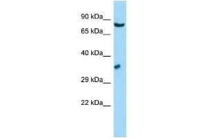 WB Suggested Anti-GSPT1 Antibody Titration: 1. (GSPT1 anticorps  (N-Term))