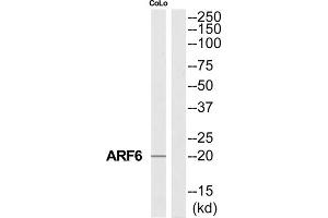 Western Blotting (WB) image for anti-ADP-Ribosylation Factor 6 (ARF6) (Internal Region) antibody (ABIN1850705) (ARF6 anticorps  (Internal Region))