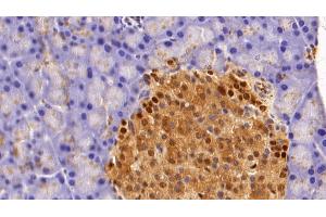 Detection of GAPDH in Rat Pancreas Tissue using Anti-Glyceraldehyde-3-Phosphate Dehydrogenase (GAPDH) Monoclonal Antibody